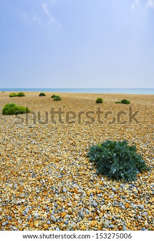 sea kale on shingle beach, bexhill-on-sea, east sussex, uk