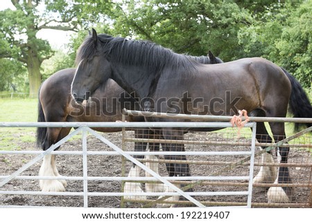 shire horses in field countryside