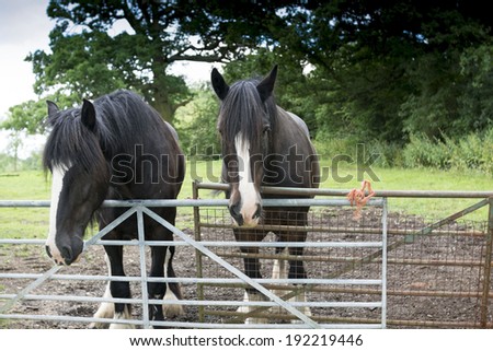 shire horses in field countryside