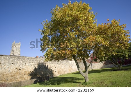 tree in autumn leaf church grounds of glastonbury abbey estate somerset england uk