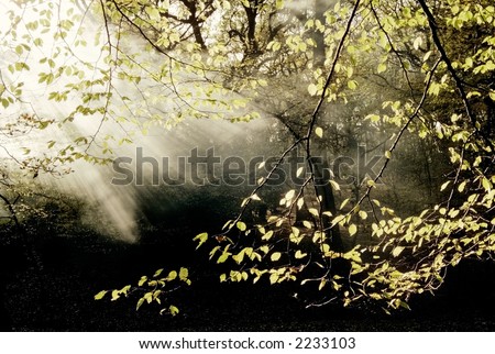 woodland with mist trees forest fog sunlight glade leaf leaves