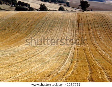 view across cornfield agricultural landscape crops harvest