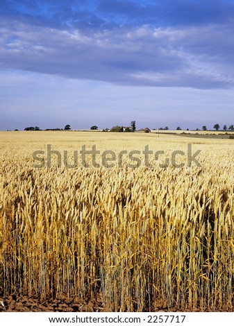 view across cornfield agricultural landscape crops harvest