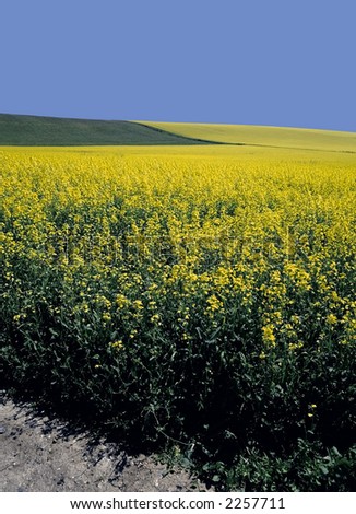 field of oil-seed rapeseed farmland south downs england uk