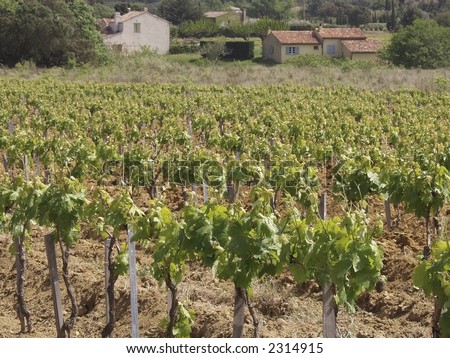 provecale vineyards provence france  french wine growing