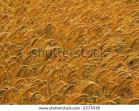 farmland with cereal crops harvest harvesting food grow growth growing