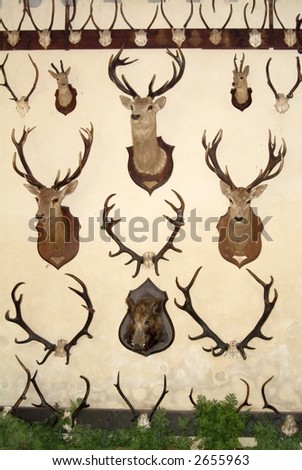 animals heads killed by hunters chateau cheverny loire valley france