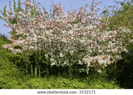 spring blossom on fruit trees vale of evesham worcestershire england uk