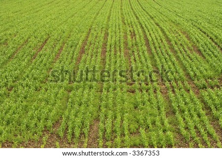 crops in rows farmland field green colour