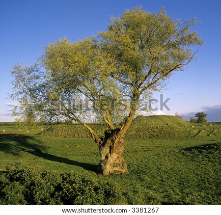 landscape with willow tree motte and bailey earthwork yelden bedfordshire england uk europe