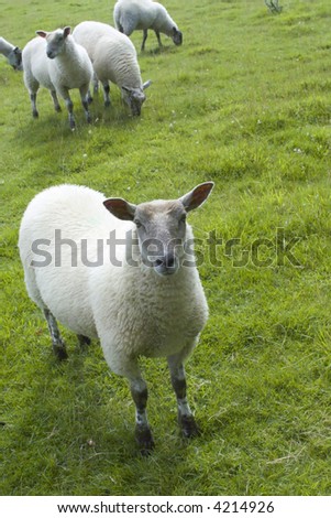 sheep animal farm farming agriculture wool livestock animal