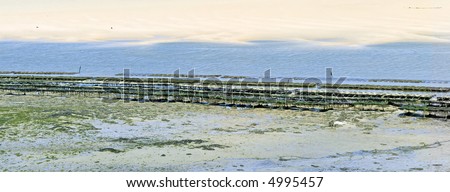 oyster beds estuary of the river camel padstow and rock cornish coast cornwall england uk