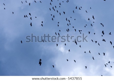 flock of birds in sky