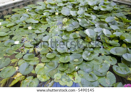 water lillies in ornamental pond in conservatory of stately home