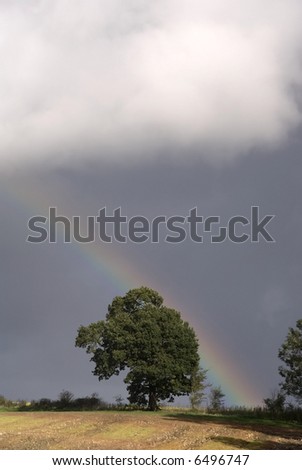 rainbow over tree and landscape