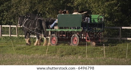 shire horses pulling cart in harness pair workhorses