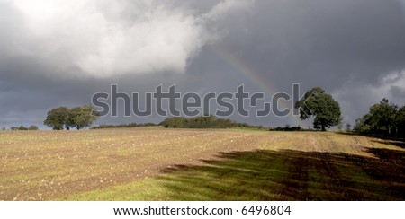 rainbow over tree and landscape