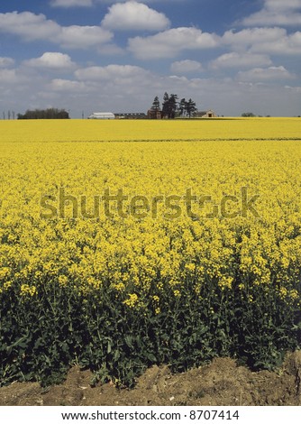 farmland clouds trees ploughed earth soil agriculture oil seed rapeseed