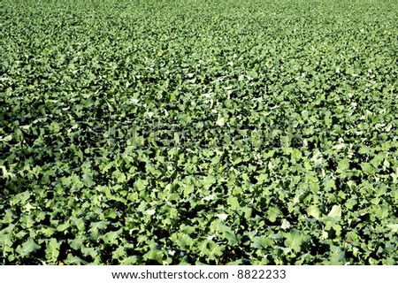 A view of crops in rows in farmland field with green colour.