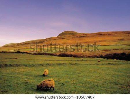 A view of sheep illustrating - animal farm farming agriculture wool livestock animal.