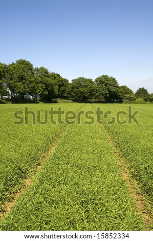 crops in rows farmland field green colour