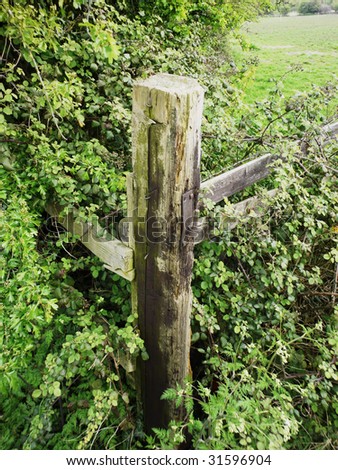 a fence post in an overgrown hedge