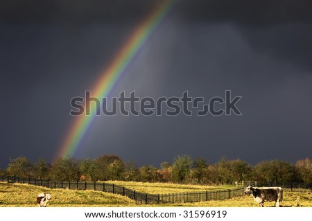 farmland with cattle, silver birch trees and an approaching storm on the horizon