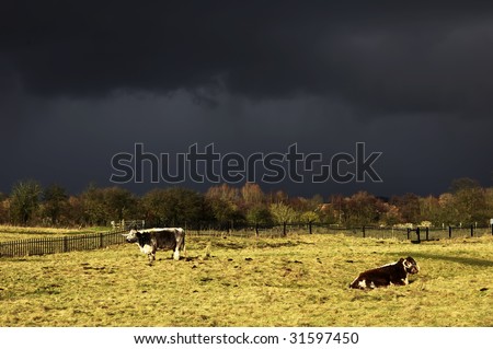 farmland with cattle, silver birch trees and an approaching storm on the horizon - site of bordesley abbey redditch worcestershire