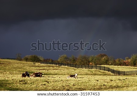 farmland with cattle, silver birch trees and an approaching storm on the horizon - site of bordesley abbey redditch worcestershire