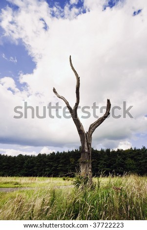a bare dead lightning forked tree in an agricultural rural setting