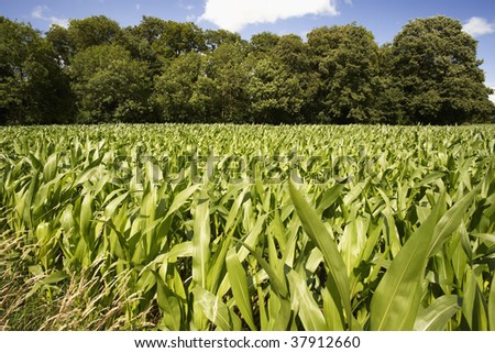maize plants growing against blue sky