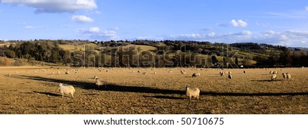 cotswold sheep near lower slaughter - animal farm farming agriculture wool livestock animal