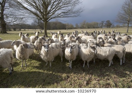 stock photo   a herd of sheep