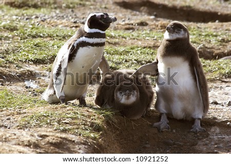 Penguin with chicks in Argentina