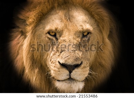 Lion against a black background