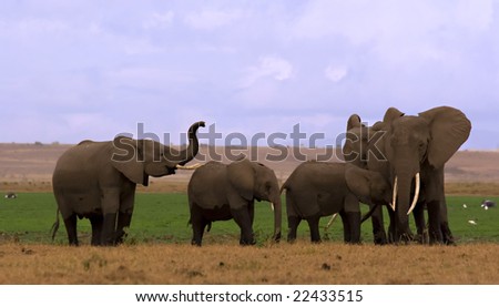 Elephant herd at a swamp in Amboseli Kenya
