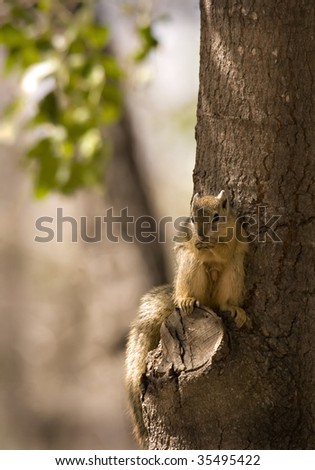 Tree squirrel in kruger national park south africa