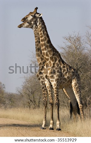 Two male giraffes standing side by side in Kruger National Park South Africa