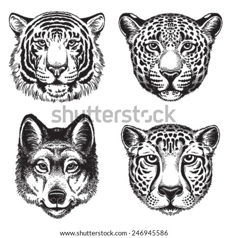 Black and white vector line drawings of wild animal faces: Cheetah,  Leopard, Tiger and Wolf - Stock Image - Everypixel