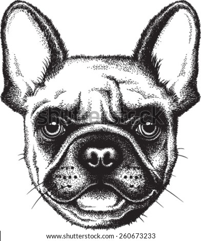 Portrait sketch of a French Bulldog or Frenchie Vector illustration Portrait sketch of a French Bulldog or Frenchie Vector illustration