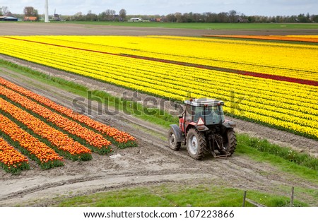 old tractor on the Dutch tulip fields