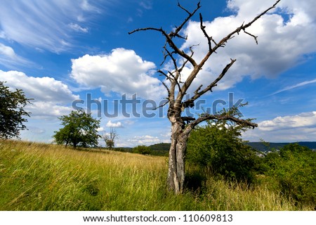 old dry tree on green pasture over blue sky in summer