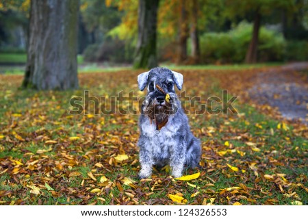 cute pepper and salt mini schnauzer in autumn park with leaves on his muzzle