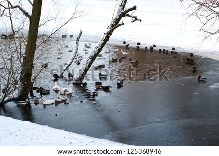 waterfowl on frozen lake in winter