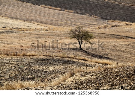 one lonely tree on hills in Andalucia, Spain