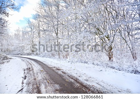 curved road surrounded with trees in snow