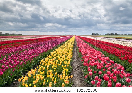 many colorful tulips on fields during spring, Holland