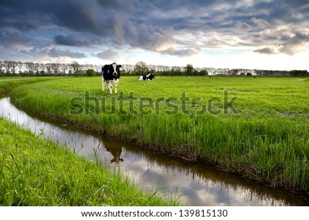 two black and white cows on pasture before sunset