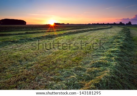 sun star at sunrise over green haymaking with mown hay