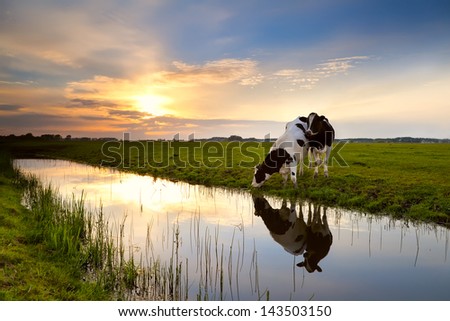 Two Cows On Pasture By River At Sunset